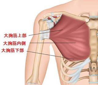 「大胸筋」の構造と作用